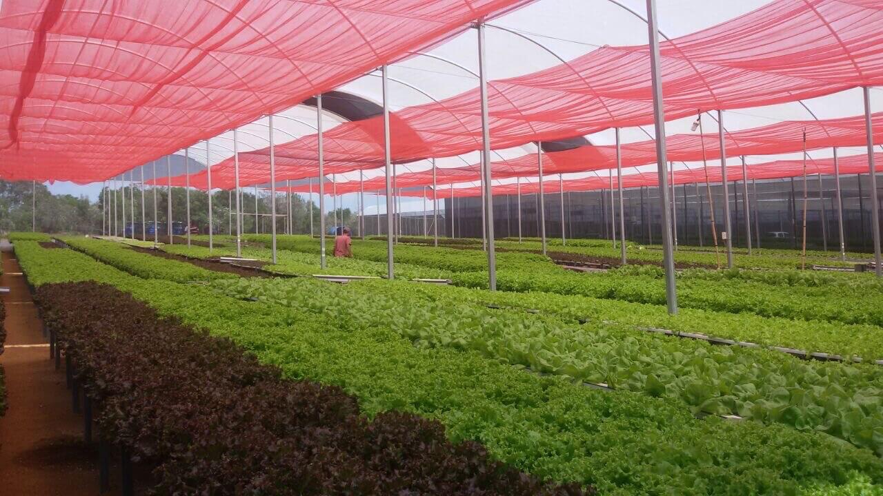 Climatización en Invernaderos Agrícolas Tropical Invernaderos