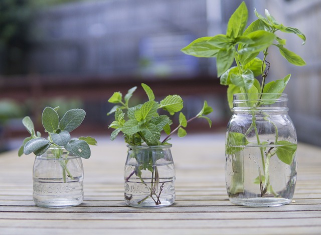 Descubre Cu Les Son Las Plantas Medicinales Que No Pueden Faltar En Tu