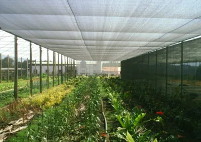 Mesh house