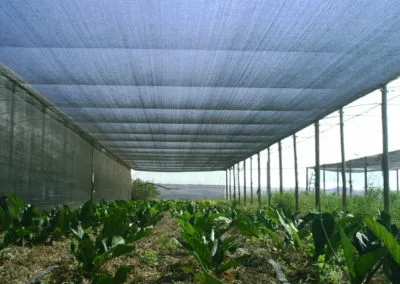 Mesh house