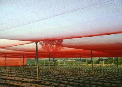 Mesh house