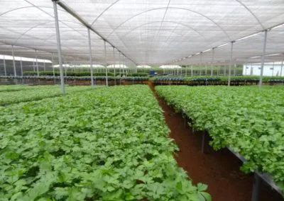 Climatização de estufas agrícolas