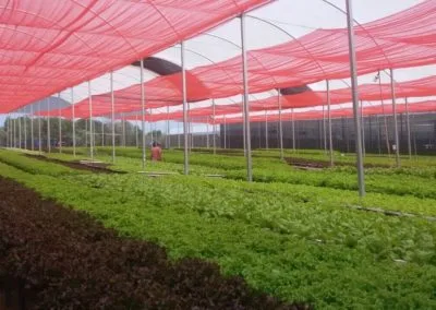 Climatização de estufas agrícolas