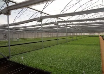 Climatização de estufas agrícolas