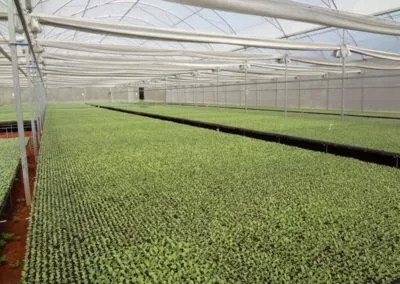 Climatização de estufas agrícolas