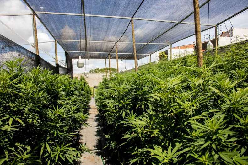 Cultivo de Cannabis