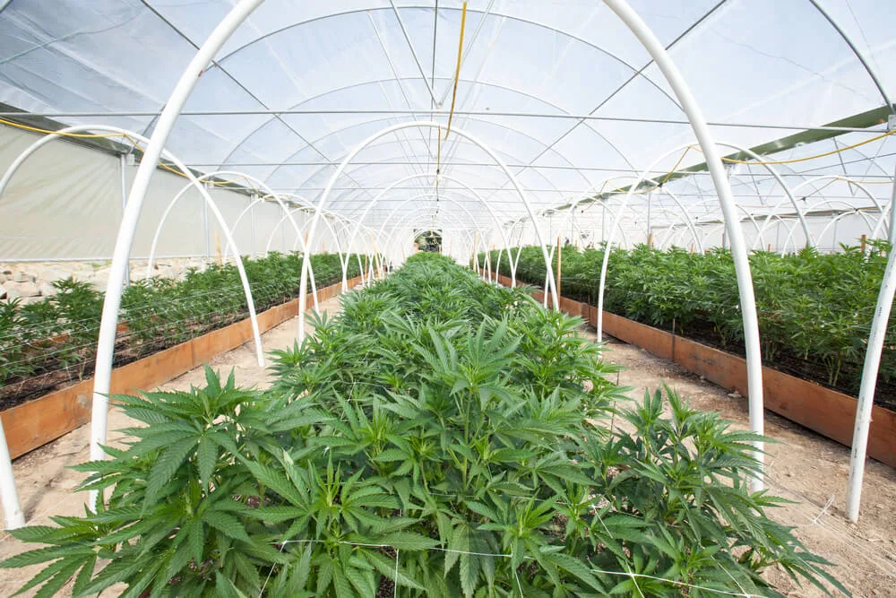 Cultivo de cannabis
