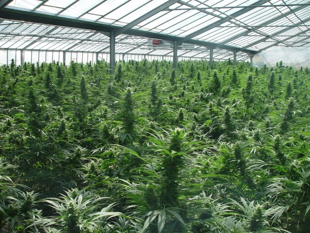 Cultivo de cannabis