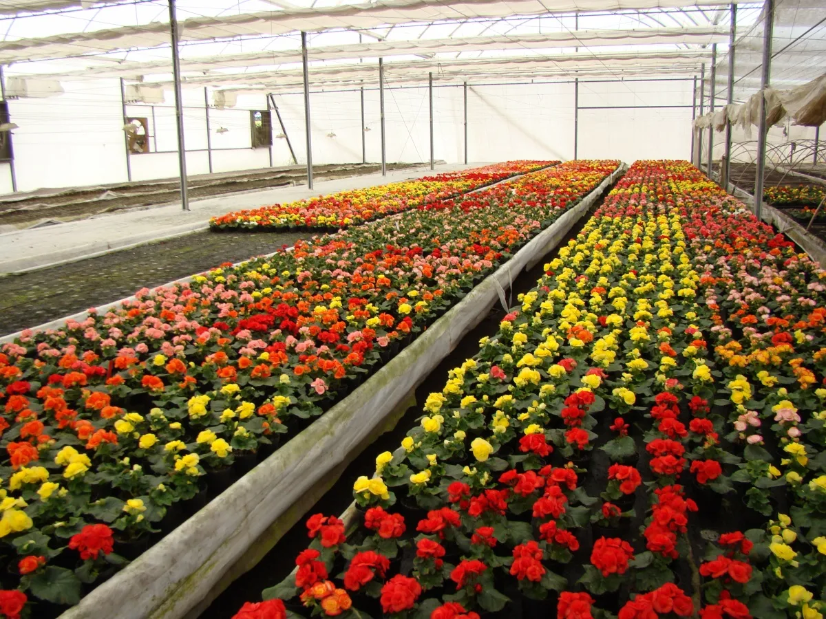 Flower cultivation