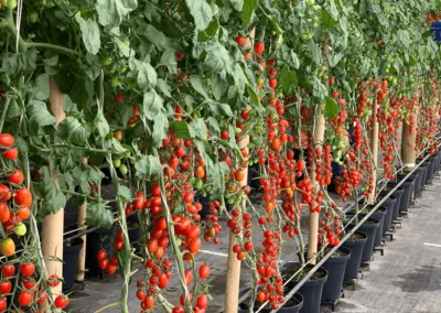 Irrigation and mobile boom