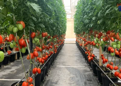 Irrigation and mobile boom
