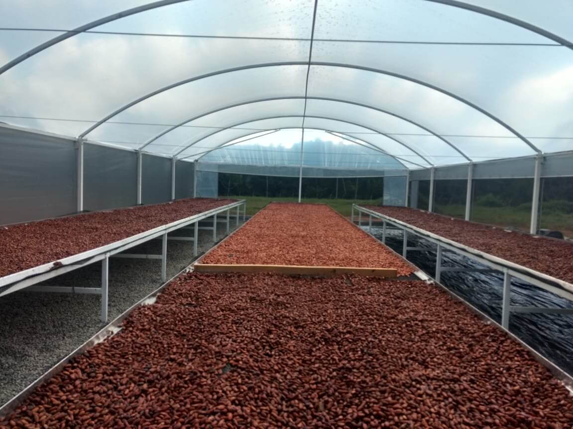 Invernadero Para Secado De Cacao