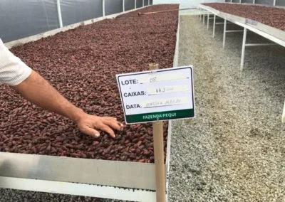 Estufa para secagem de cacau