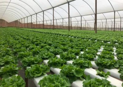 Premium greenhouse