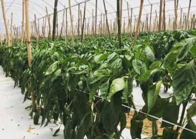 Premium greenhouse