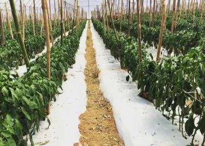 Premium greenhouse
