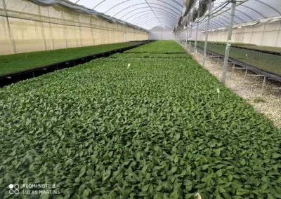 Premium greenhouse