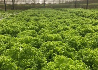 Premium greenhouse