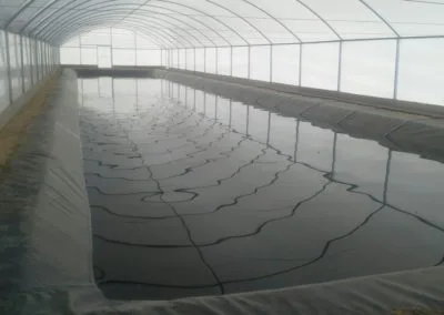 Estufa Shrimp Farm