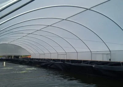 Estufa Shrimp Farm