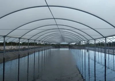 Estufa Shrimp Farm