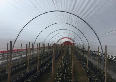 Macro-tunnels and cages