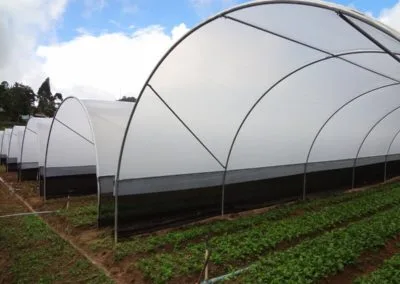 Macro-tunnels and cages