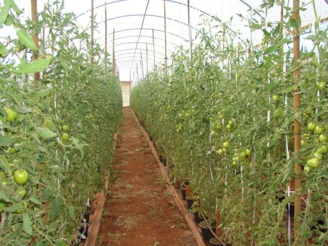 Citrus farming