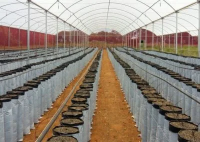 Light greenhouse