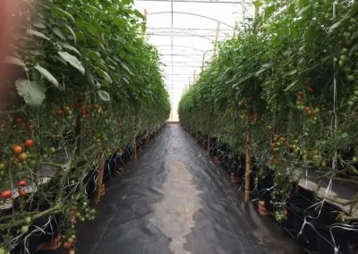 Light greenhouse