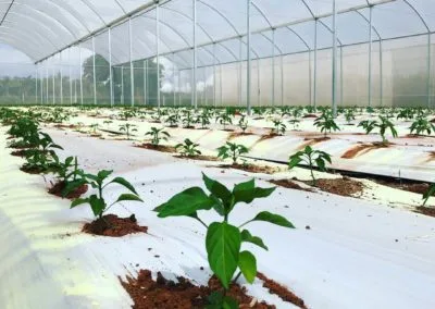 Light greenhouse