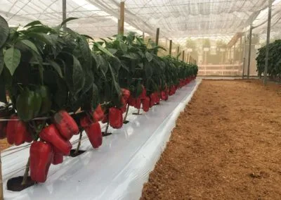 Light greenhouse