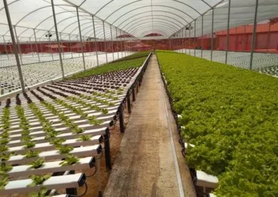 Light greenhouse