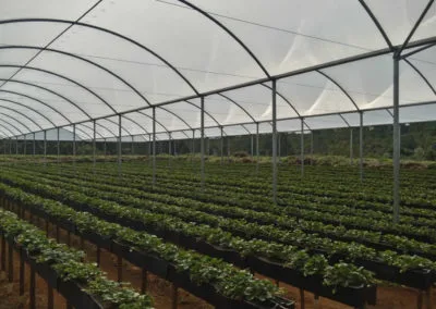 Light greenhouse