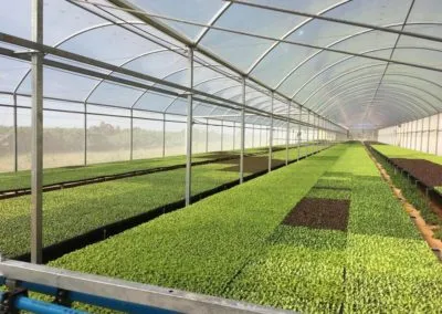 Light greenhouse