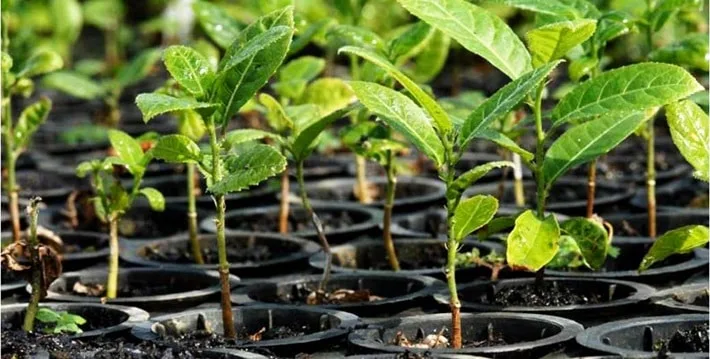 Reforestation