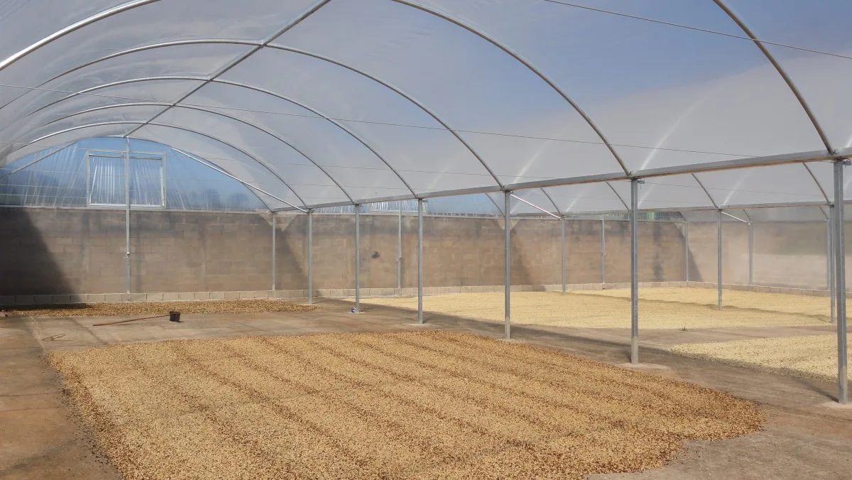 Secagem de grãos e frutos agrícolas