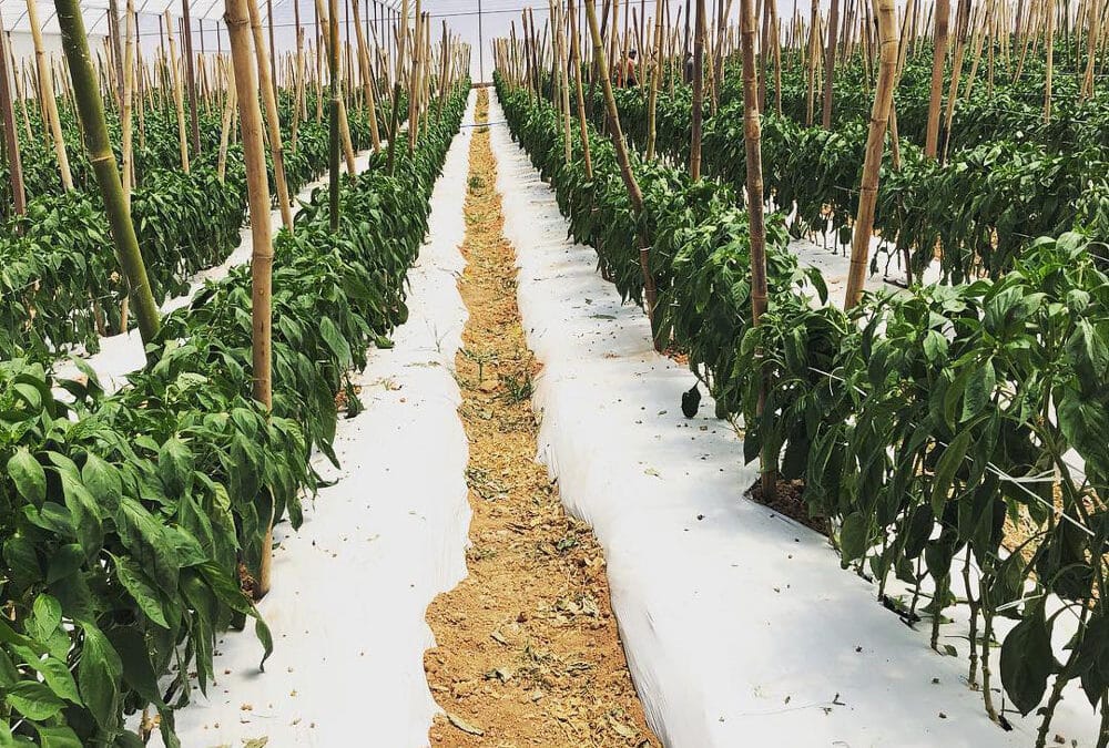 Cómo aumentar la productividad con cultivos protegidos