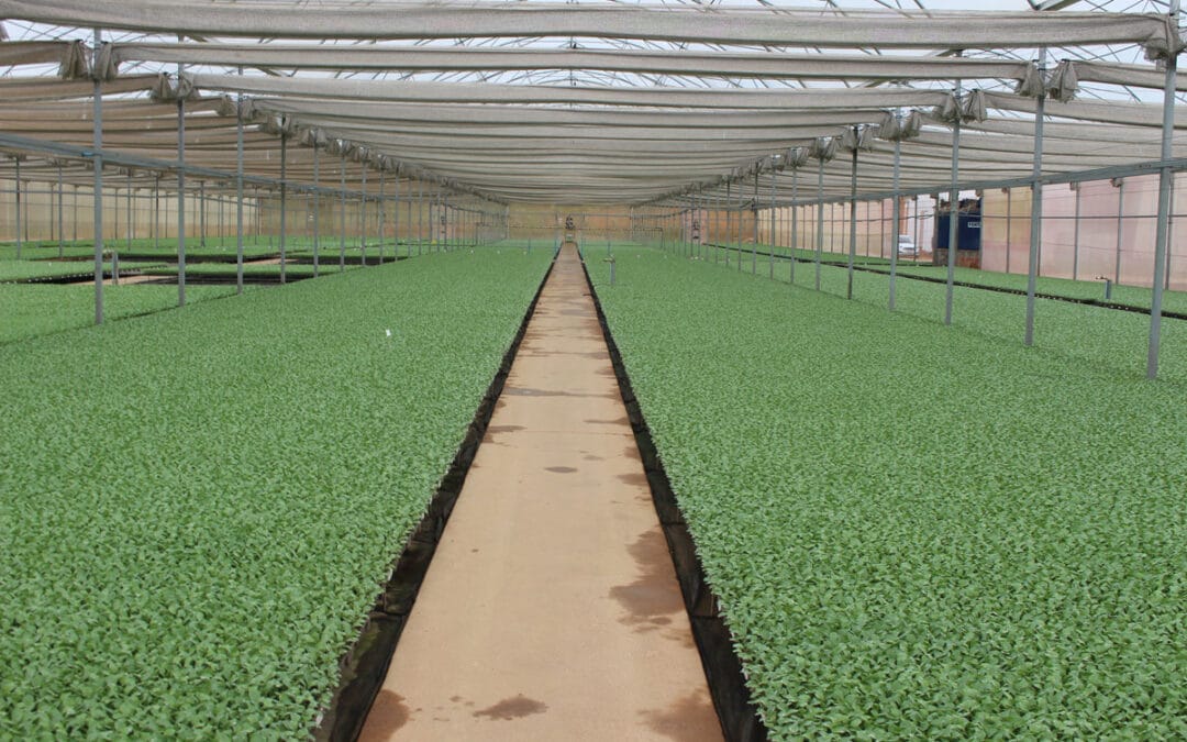 Consulta excelentes pautas para que las pongas en práctica