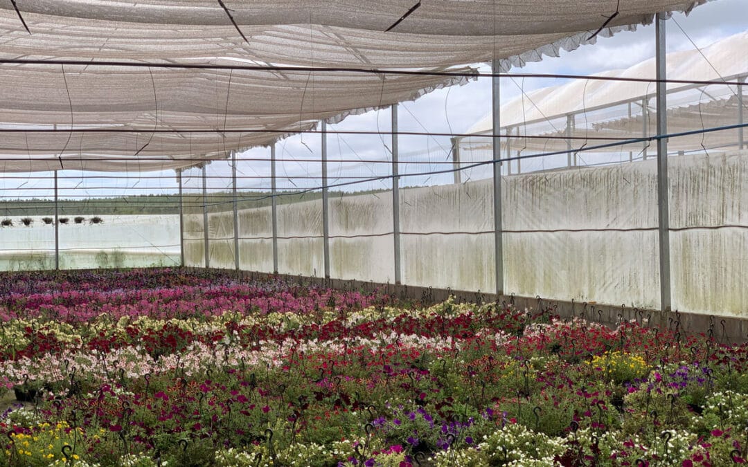 Los invernaderos ayudan a los floricultores a aumentar la productividad