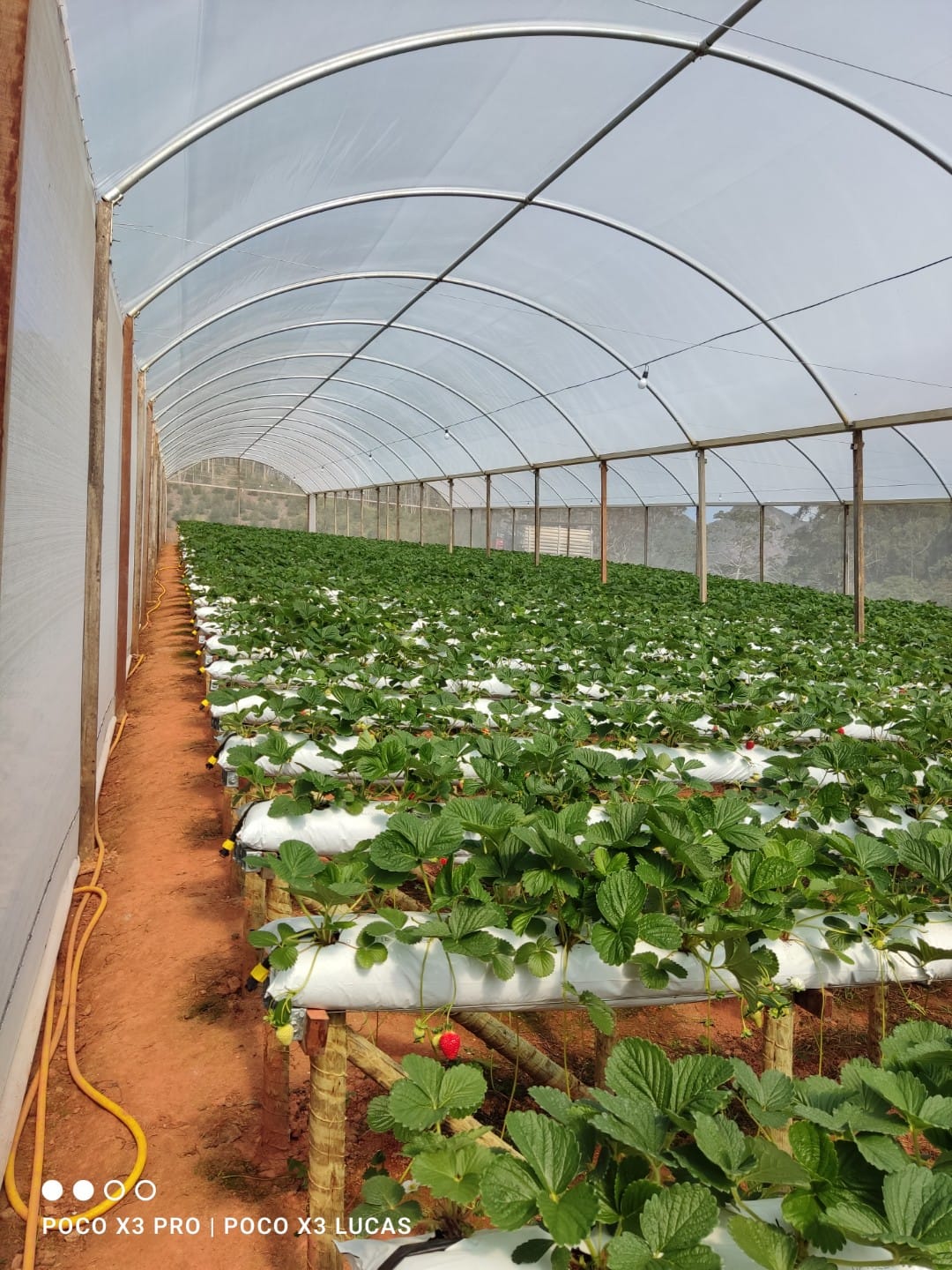 Directrices esenciales para el cultivo protegido de fresas