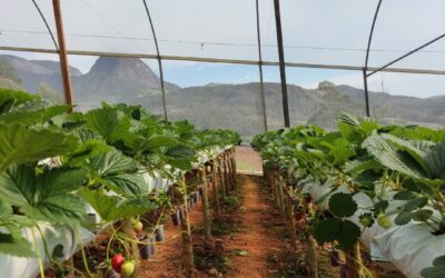 Ventajas y beneficios de cultivar FRESA en INVERNADERO con SLABS ¡