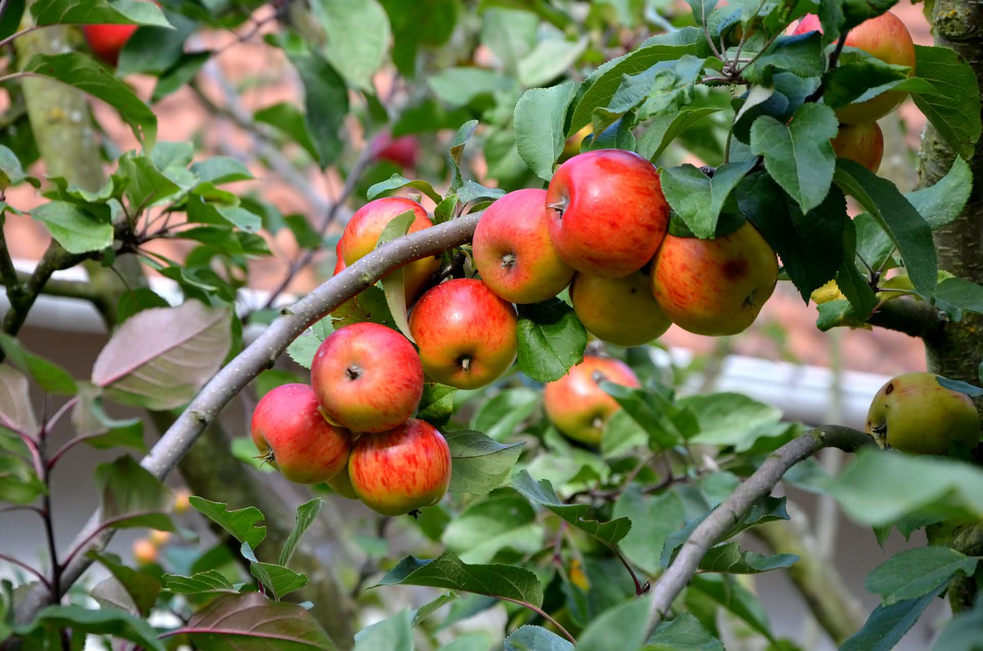 10 consejos para cultivar con éxito tus árboles frutales