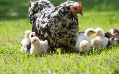 10 Cosas que hay que saber para tener gallinas