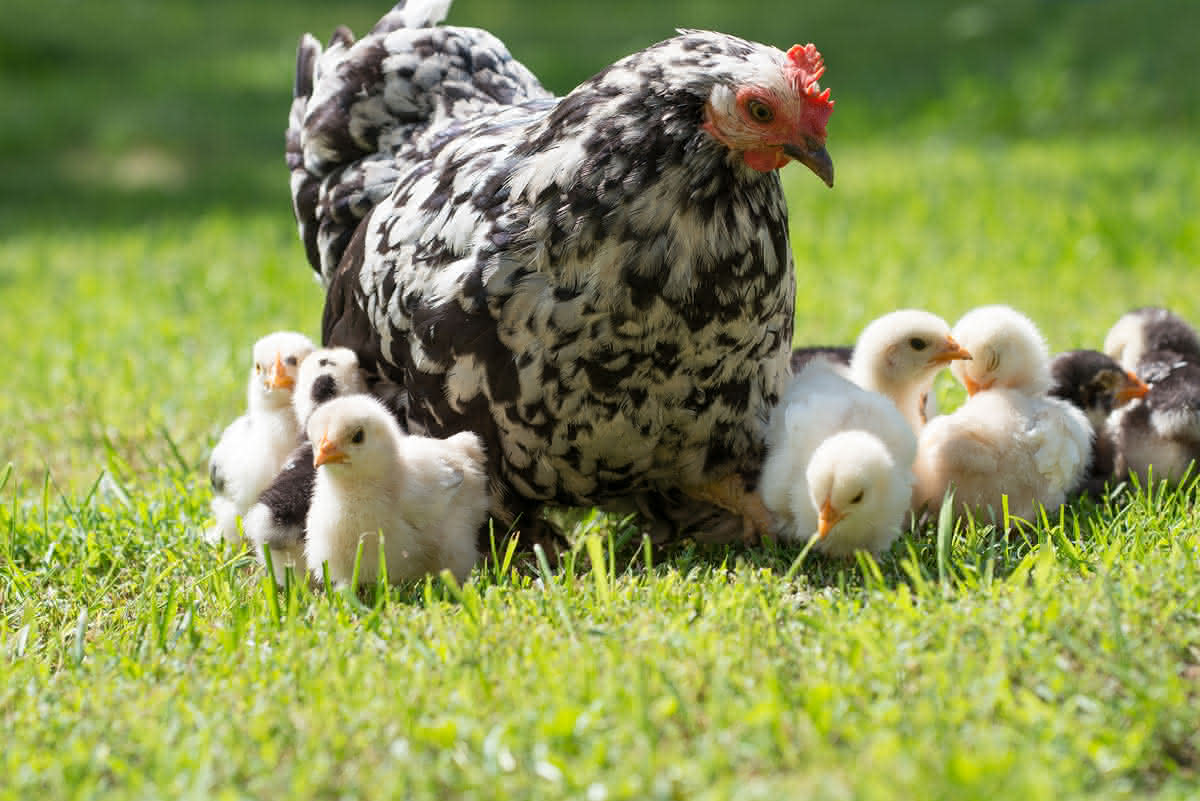 10 Cosas que hay que saber para tener gallinas