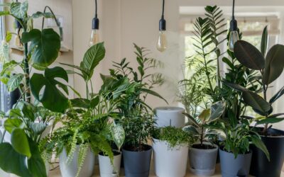 5 plantas de interior que necesitan poca luz