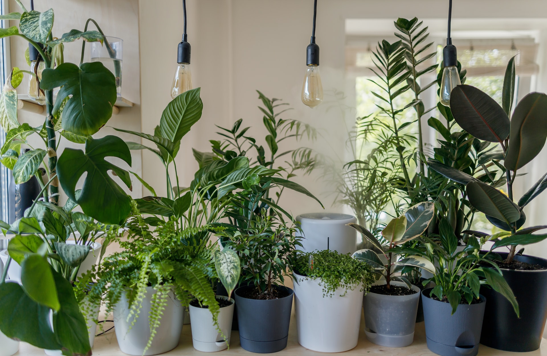 5 plantas de interior que necesitan poca luz