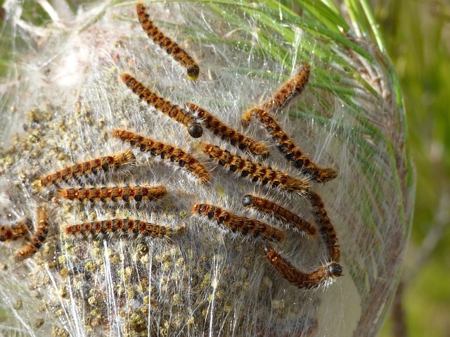 Una temible plaga: La procesionaria