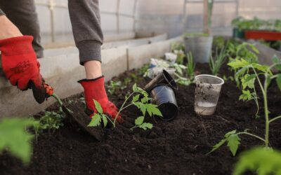 Abonado de otoño | ¿Cómo y por qué abonar las plantas en otoño?