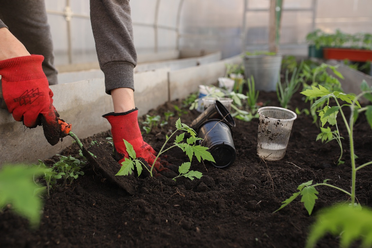 Abonado de otoño | ¿Cómo y por qué abonar las plantas en otoño?